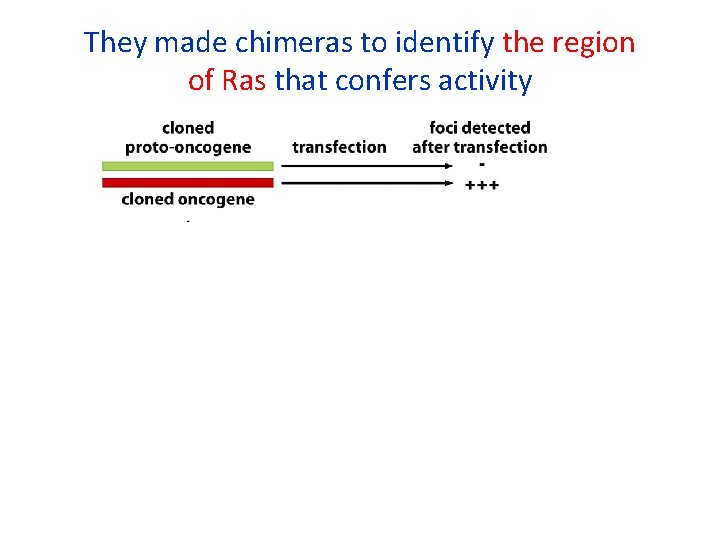 They made chimeras to identify the region of Ras that confers activity 