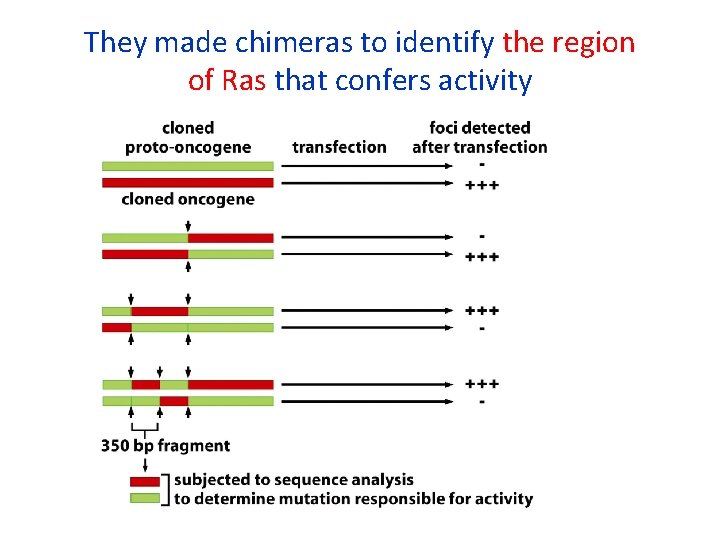 They made chimeras to identify the region of Ras that confers activity 