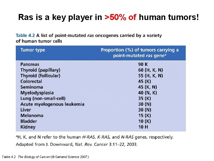 Ras is a key player in >50% of human tumors! Table 4. 2 The