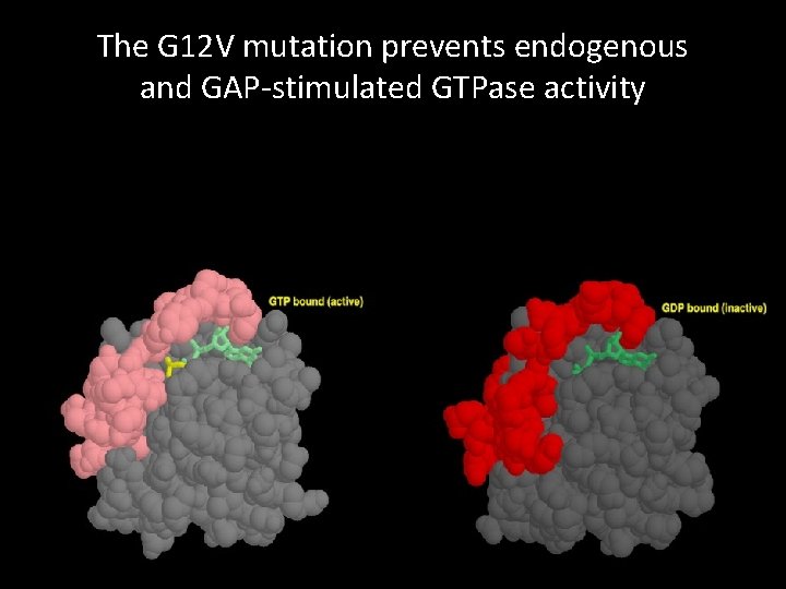 The G 12 V mutation prevents endogenous and GAP-stimulated GTPase activity 