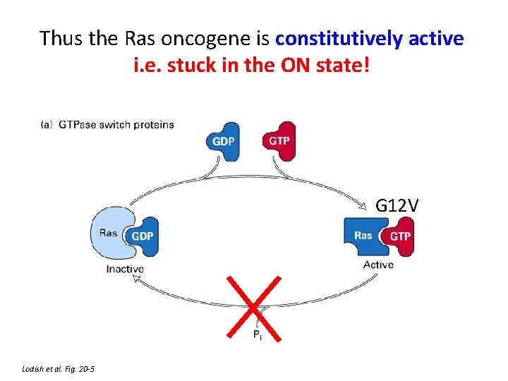 Thus the Ras oncogene is constitutively active i. e. stuck in the ON state!