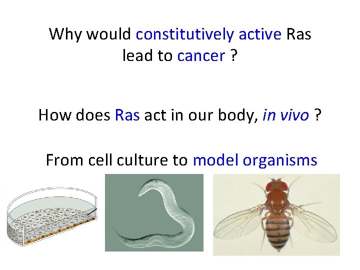 Why would constitutively active Ras lead to cancer ? How does Ras act in