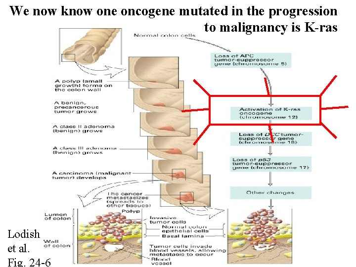 We now know one oncogene mutated in the progression to malignancy is K-ras Lodish