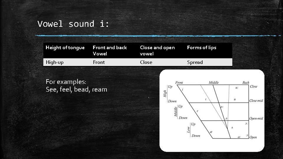 Vowel sound i: Height of tongue Front and back Vowel Close and open vowel