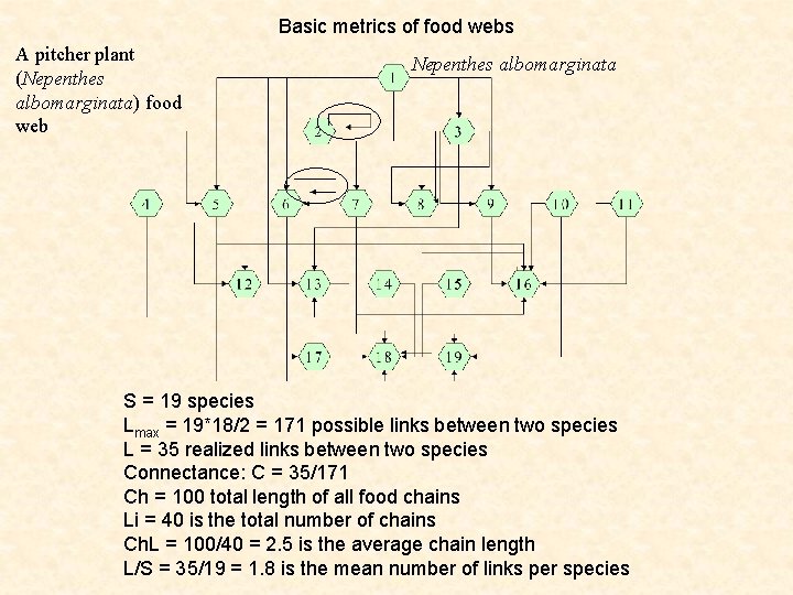 Basic metrics of food webs A pitcher plant (Nepenthes albomarginata) food web Nepenthes albomarginata