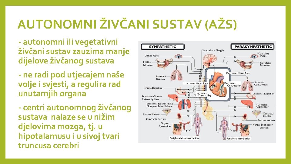 AUTONOMNI ŽIVČANI SUSTAV (AŽS) - autonomni ili vegetativni živčani sustav zauzima manje dijelove živčanog