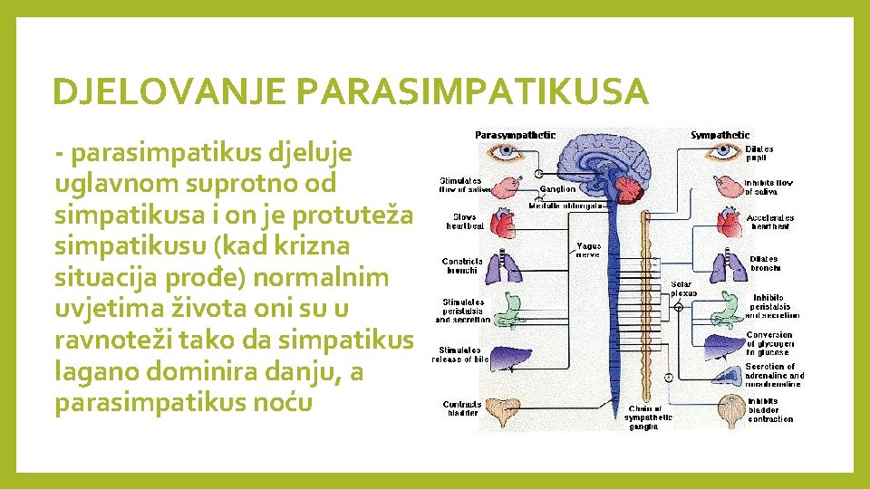 DJELOVANJE PARASIMPATIKUSA - parasimpatikus djeluje uglavnom suprotno od simpatikusa i on je protuteža simpatikusu