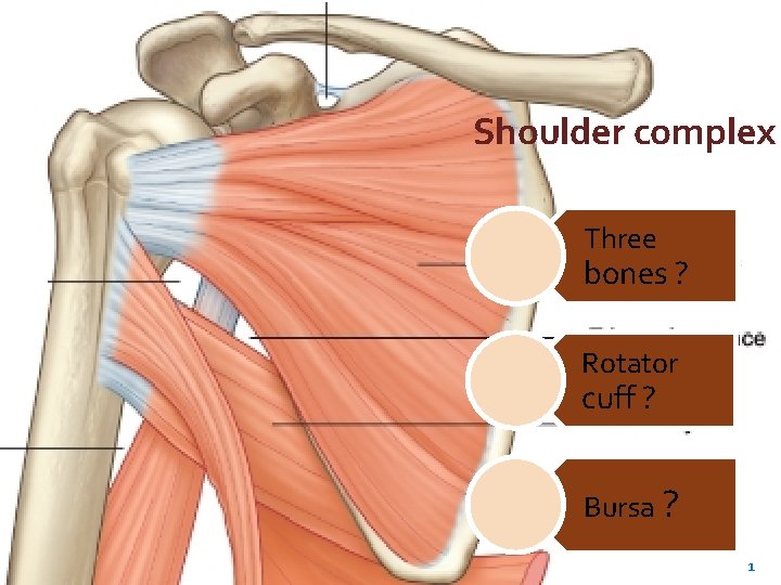 Shoulder complex Three bones ? Rotator cuff ? Bursa ? 1 