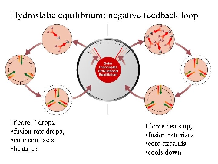 Hydrostatic equilibrium: negative feedback loop If core T drops, • fusion rate drops, •