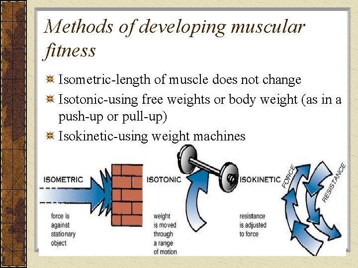 Methods of developing muscular fitness Isometric-length of muscle does not change Isotonic-using free weights