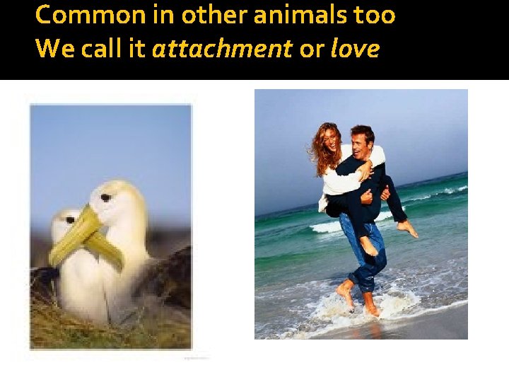 Common in other animals too We call it attachment or love 