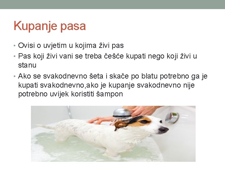 Kupanje pasa • Ovisi o uvjetim u kojima živi pas • Pas koji živi