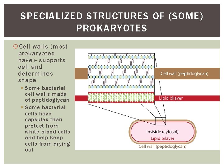 SPECIALIZED STRUCTURES OF (SOME) PROKARYOTES Cell walls (most prokaryotes have)- supports cell and determines