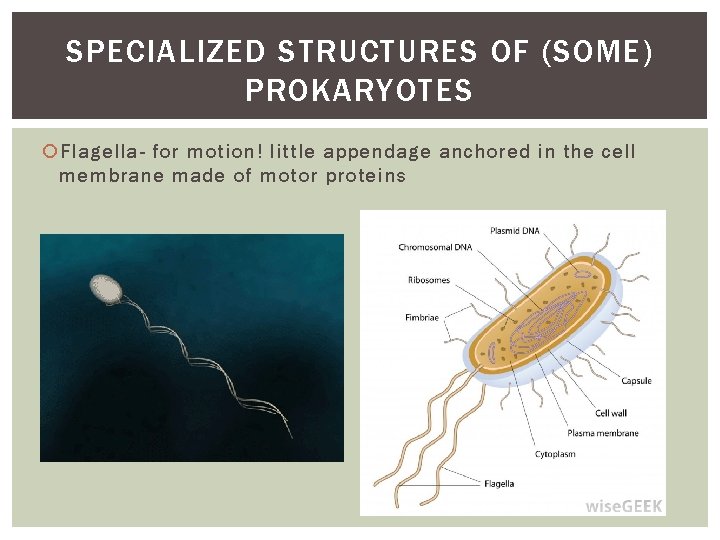 SPECIALIZED STRUCTURES OF (SOME) PROKARYOTES Flagella- for motion! little appendage anchored in the cell