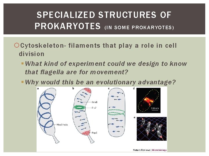 SPECIALIZED STRUCTURES OF PROKARYOTES ( I N S O M E P R O