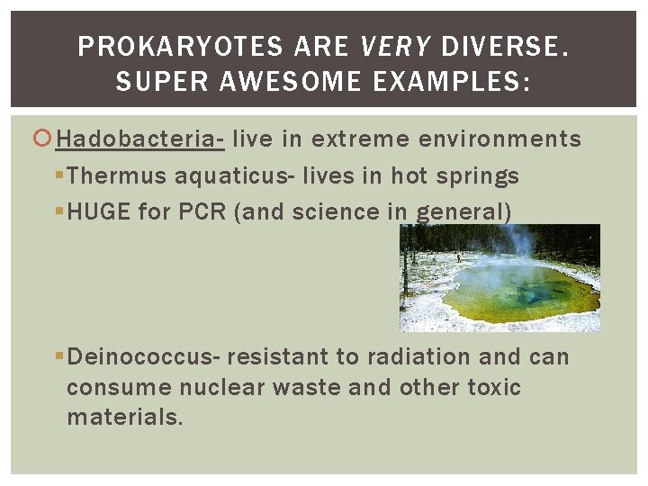 PROKARYOTES ARE VERY DIVERSE. SUPER AWESOME EXAMPLES: Hadobacteria- live in extreme environments § Thermus