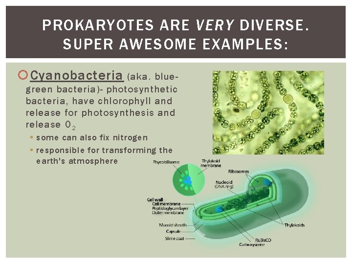 PROKARYOTES ARE VERY DIVERSE. SUPER AWESOME EXAMPLES: Cyanobacteria (aka. bluegreen bacteria)- photosynthetic bacteria, have