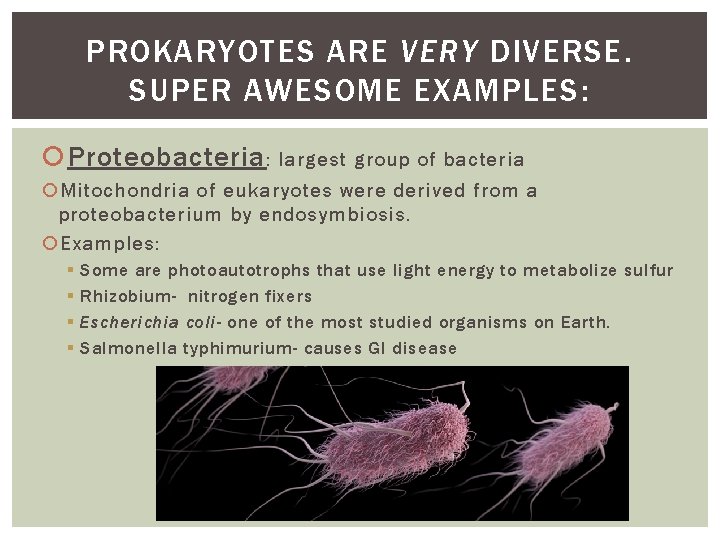 PROKARYOTES ARE VERY DIVERSE. SUPER AWESOME EXAMPLES: Proteobacteria : largest group of bacteria Mitochondria