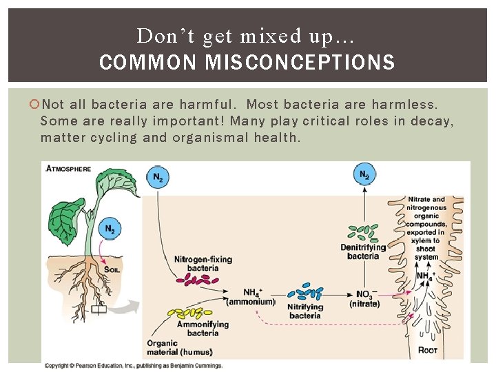 Don’t get mixed up… COMMON MISCONCEPTIONS Not all bacteria are harmful. Most bacteria are
