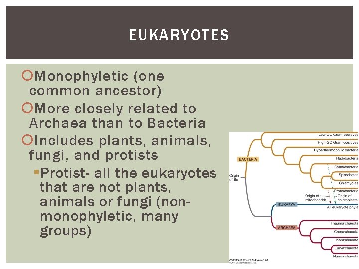 EUKARYOTES Monophyletic (one common ancestor) More closely related to Archaea than to Bacteria Includes