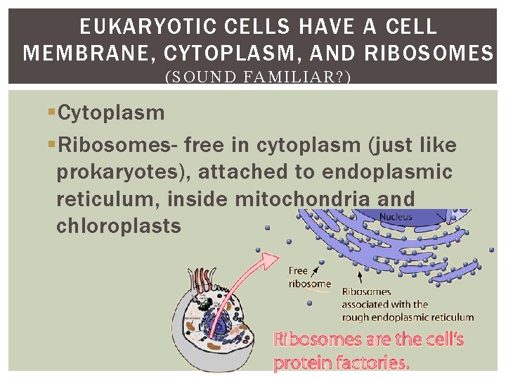 EUKARYOTIC CELLS HAVE A CELL MEMBRANE, CYTOPLASM, AND RIBOSOMES (SOUND FAMILIAR? ) § Cytoplasm