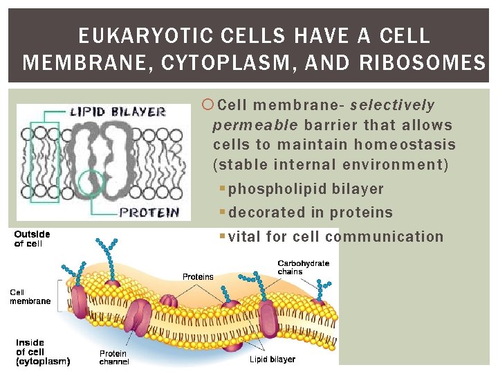 EUKARYOTIC CELLS HAVE A CELL MEMBRANE, CYTOPLASM, AND RIBOSOMES Cell membrane- selectively permeable barrier