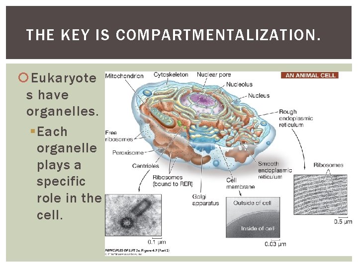 THE KEY IS COMPARTMENTALIZATION. Eukaryote s have organelles. § Each organelle plays a specific