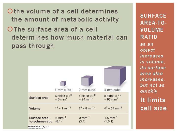  the volume of a cell determines the amount of metabolic activity The surface