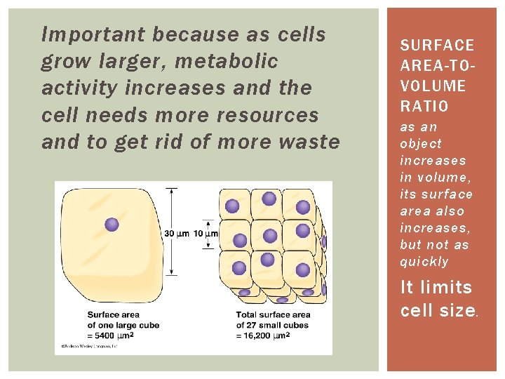 Important because as cells grow larger, metabolic activity increases and the cell needs more