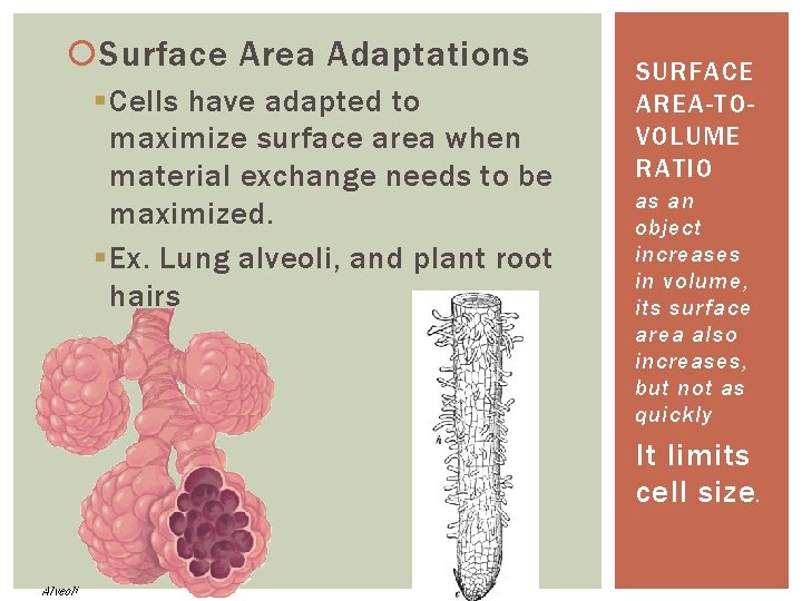  Surface Area Adaptations § Cells have adapted to maximize surface area when material