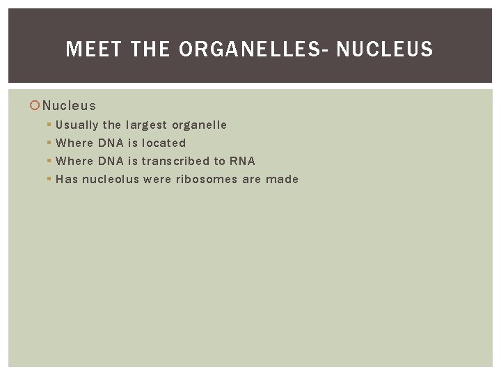 MEET THE ORGANELLES- NUCLEUS Nucleus § § Usually the largest organelle Where DNA is