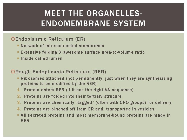 MEET THE ORGANELLESENDOMEMBRANE SYSTEM Endoplasmic Reticulum (ER) § Network of interconnected membranes § Extensive