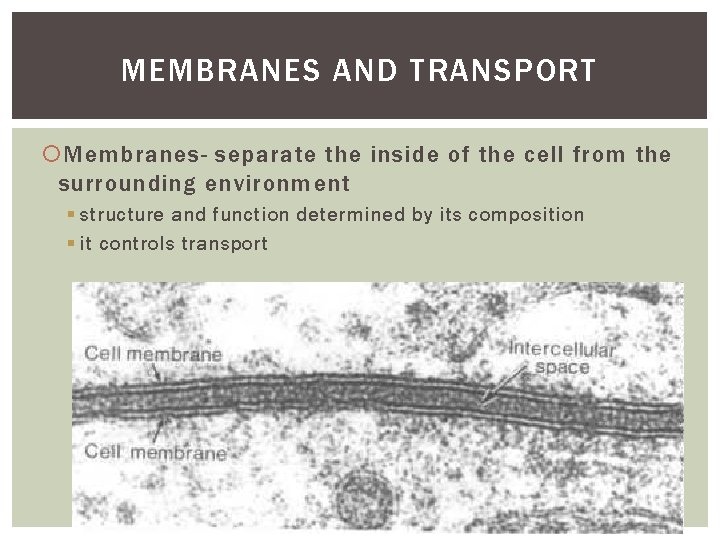 MEMBRANES AND TRANSPORT Membranes- separate the inside of the cell from the surrounding environment