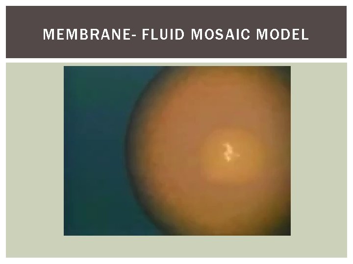 MEMBRANE- FLUID MOSAIC MODEL 