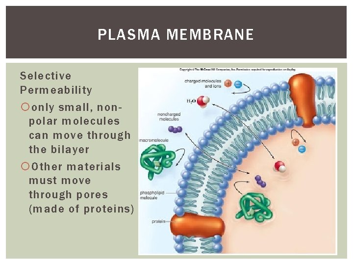 PLASMA MEMBRANE Selective Permeability only small, nonpolar molecules can move through the bilayer Other