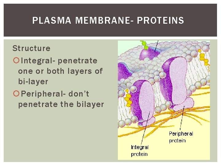 PLASMA MEMBRANE- PROTEINS Structure Integral- penetrate one or both layers of bi-layer Peripheral- don’t