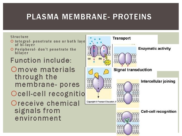 PLASMA MEMBRANE- PROTEINS Structure Int eg ral- pene trate one or bot h layers