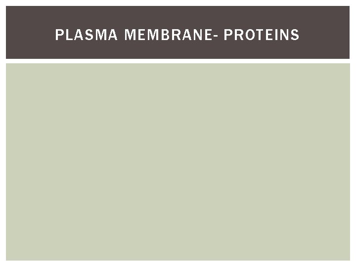 PLASMA MEMBRANE- PROTEINS 