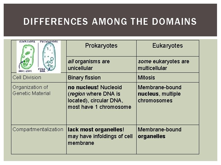 DIFFERENCES AMONG THE DOMAINS Prokaryotes Eukaryotes all organisms are unicellular some eukaryotes are multicellular