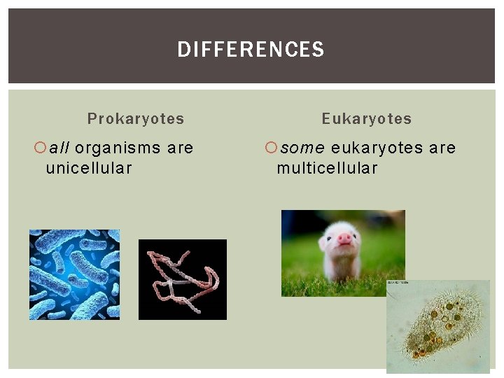 DIFFERENCES Prokaryotes all organisms are unicellular Eukaryotes some eukaryotes are multicellular 