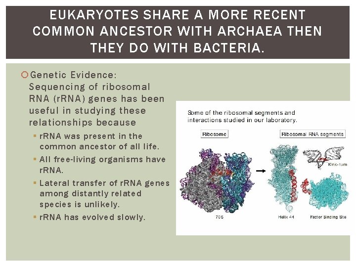 EUKARYOTES SHARE A MORE RECENT COMMON ANCESTOR WITH ARCHAEA THEN THEY DO WITH BACTERIA.