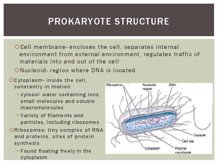 PROKARYOTE STRUCTURE Cell membrane- encloses the cell, separates internal environment from external environment, regulates