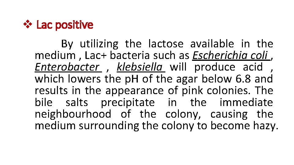 v Lac positive By utilizing the lactose available in the medium , Lac+ bacteria