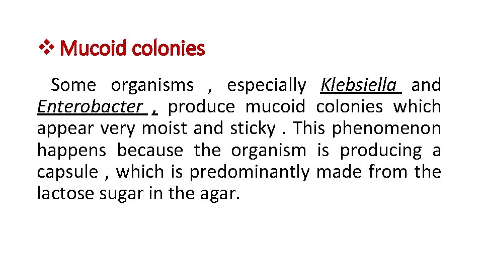 v Mucoid colonies Some organisms , especially Klebsiella and Enterobacter , produce mucoid colonies