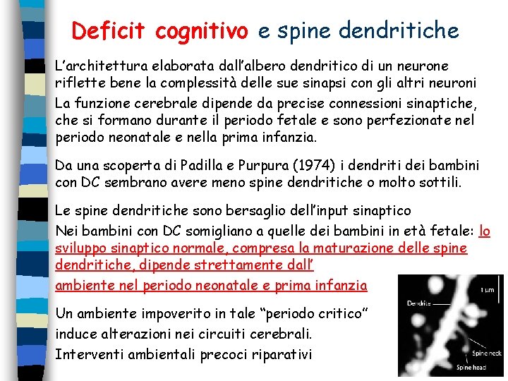Deficit cognitivo e spine dendritiche L’architettura elaborata dall’albero dendritico di un neurone riflette bene Deficit cognitivo e spine dendritiche L’architettura elaborata dall’albero dendritico di un neurone riflette bene