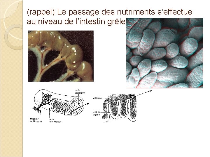 (rappel) Le passage des nutriments s’effectue au niveau de l’intestin grêle : 