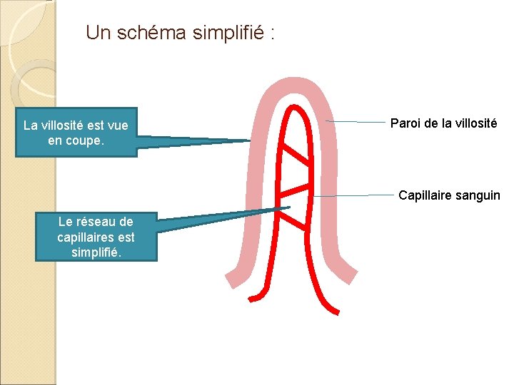 Un schéma simplifié : La villosité est vue en coupe. Paroi de la villosité