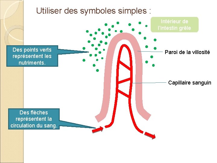 Utiliser des symboles simples : Intérieur de l’intestin grêle Des points verts représentent les