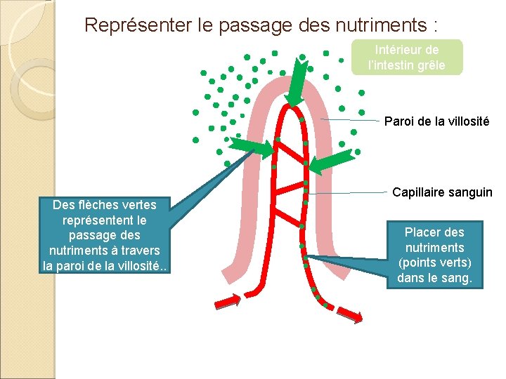 Représenter le passage des nutriments : Intérieur de l’intestin grêle Paroi de la villosité