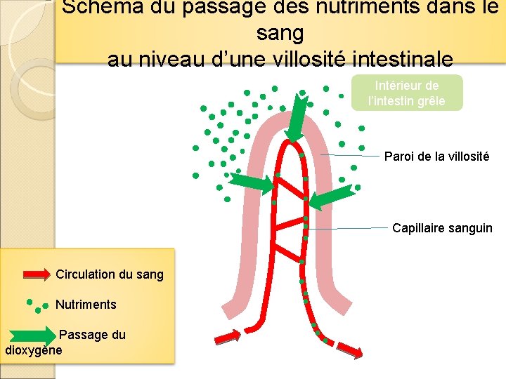 Schéma du passage des nutriments dans le Noter la légende et le titre :